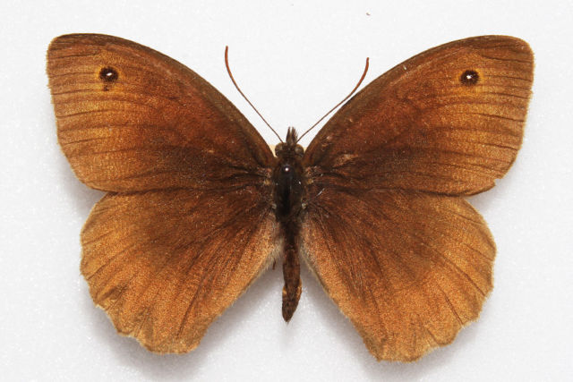 Meadow brown (aberration chailey 1945) Internet Image property of respective owner, non-commercial use only